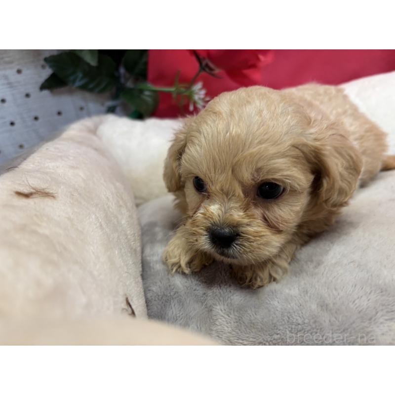 販売中の愛知県のミックス犬-415584