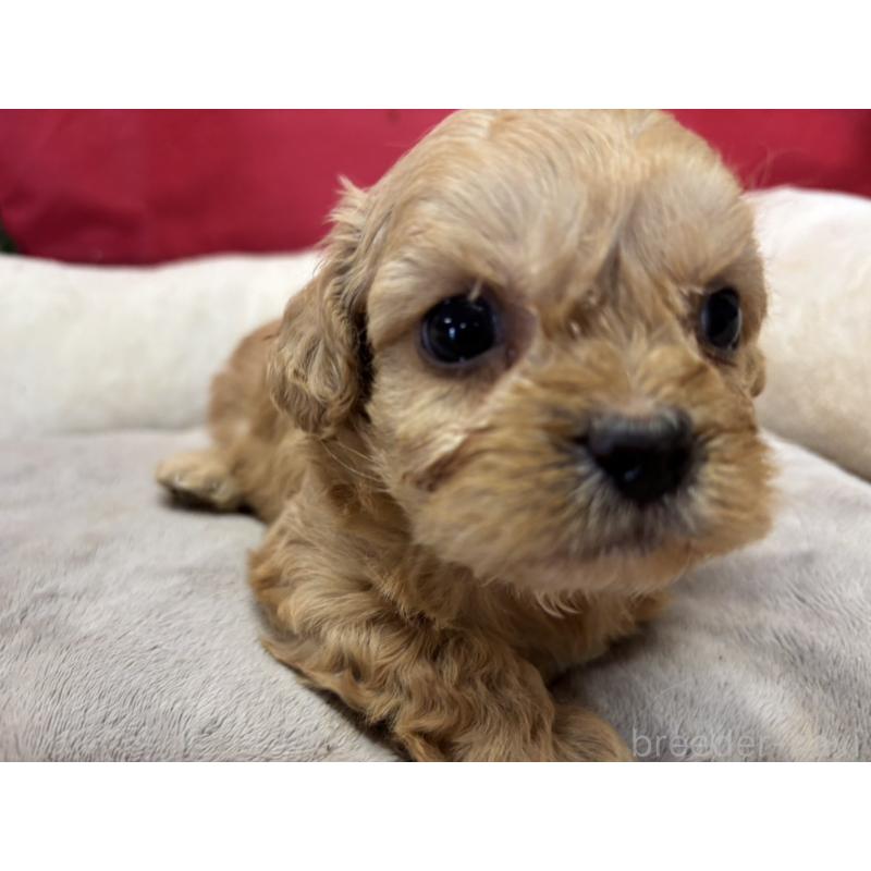 販売中の愛知県のミックス犬-415586の1枚目