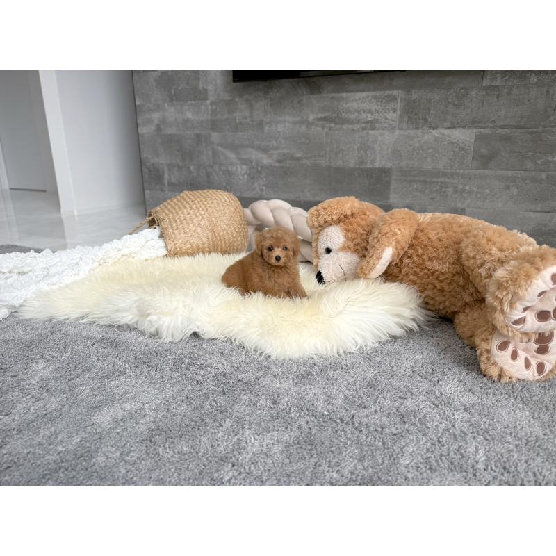 販売中の滋賀県のタイニープードル-415591の5枚目
