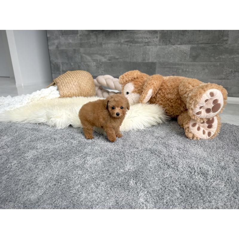 販売中の滋賀県のタイニープードル-415591の2枚目