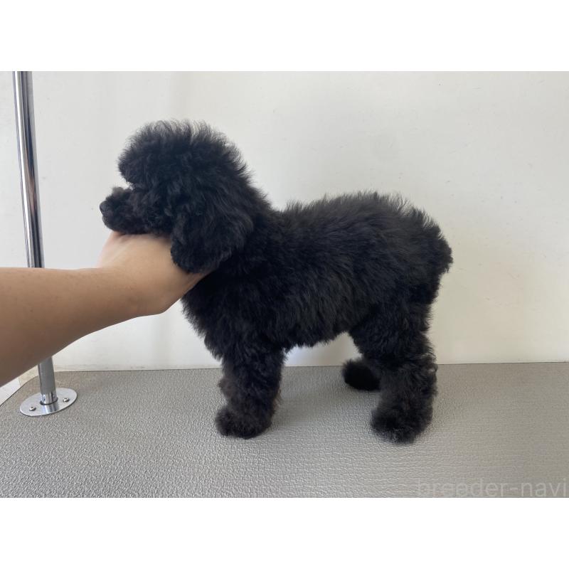 販売中の広島県のトイプードル-415614の3枚目