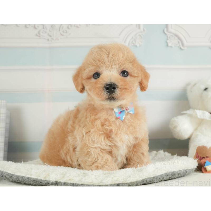 成約済の静岡県のマルプー:マルチーズ×トイプードル-413973の4枚目