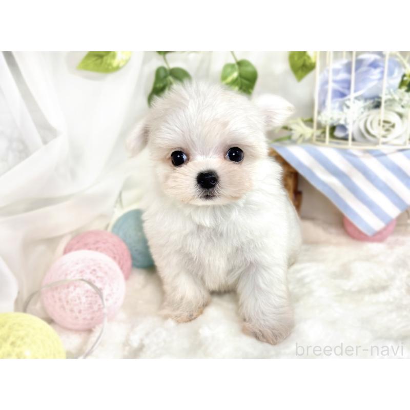 成約済の滋賀県のチワマル:チワワ×マルチーズ-413879の4枚目