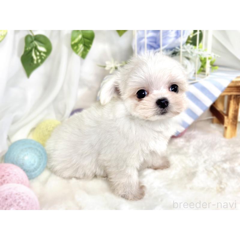 成約済の滋賀県のチワマル:チワワ×マルチーズ-413879の3枚目