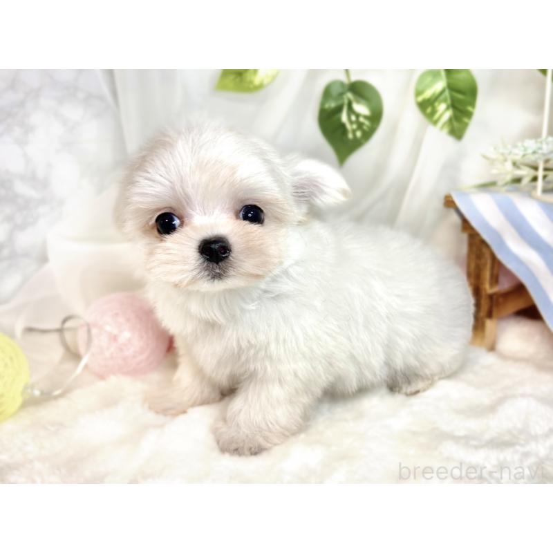 成約済の滋賀県のチワマル:チワワ×マルチーズ-413879の2枚目