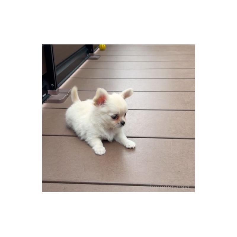 販売中の岡山県のチワワ(ロングコート)-415627の8枚目