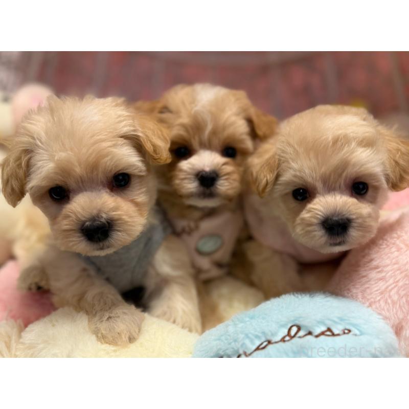 販売中の山形県のマルプー:マルチーズ×トイプードル-415629の4枚目