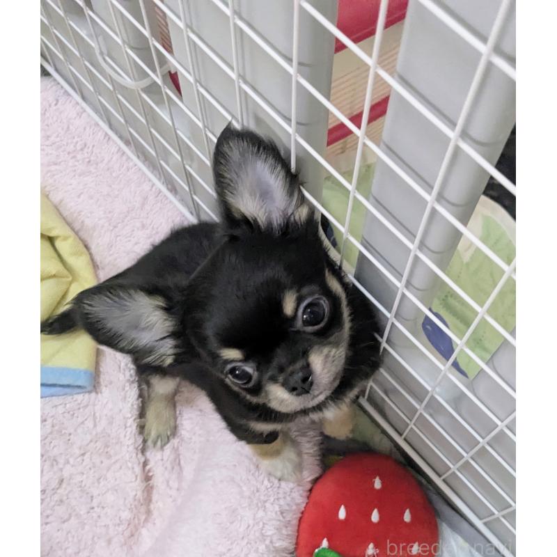 成約済の福井県のチワワ(ロングコート)-410416の12枚目