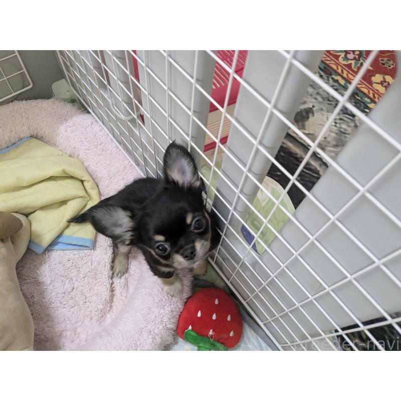 成約済の福井県のチワワ(ロングコート)-410416の10枚目