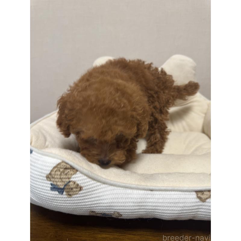 販売中の広島県のタイニープードル-415631の7枚目