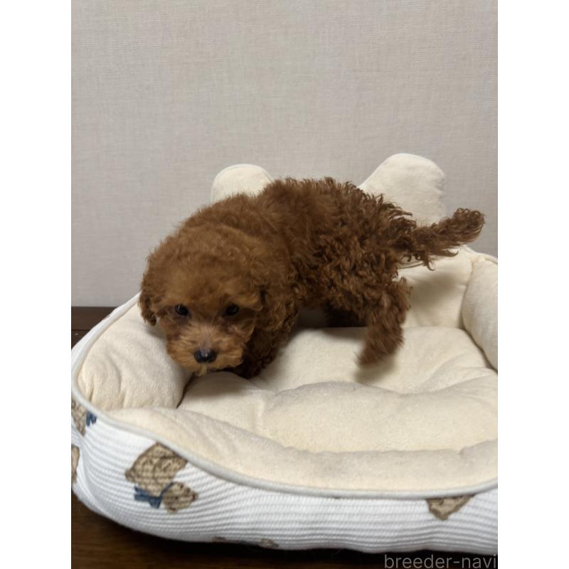 販売中の広島県のタイニープードル-415631の4枚目