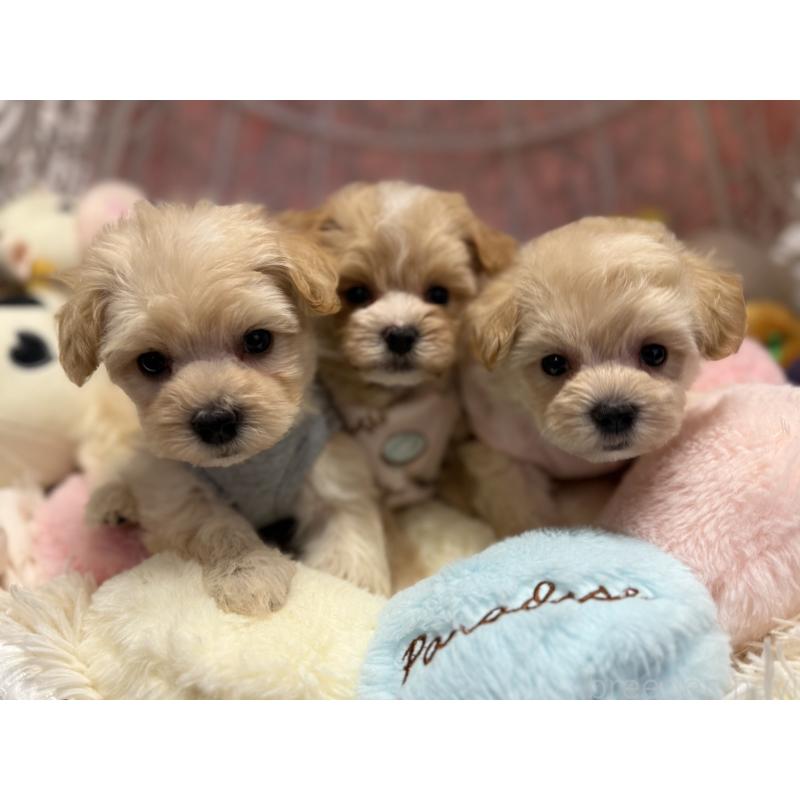 販売中の山形県のマルプー:マルチーズ×トイプードル-415632の5枚目