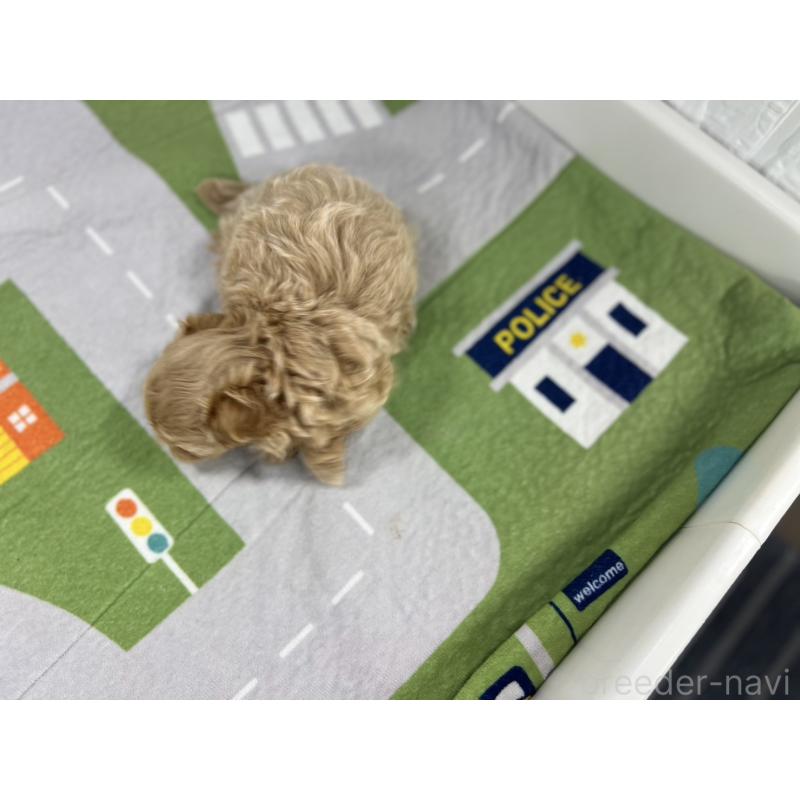 販売中の愛知県のマルプー:マルチーズ×トイプードル-415637の2枚目
