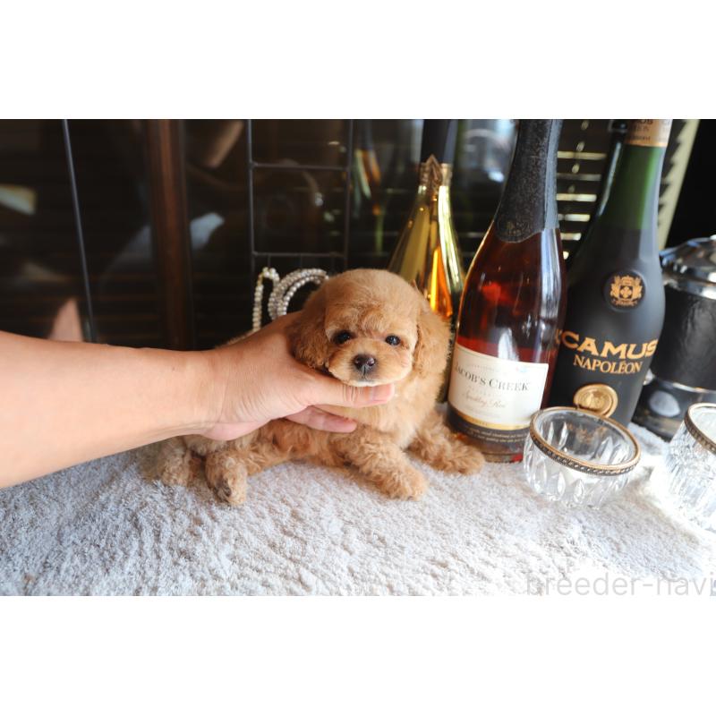 成約済の埼玉県のタイニープードル-414818の7枚目