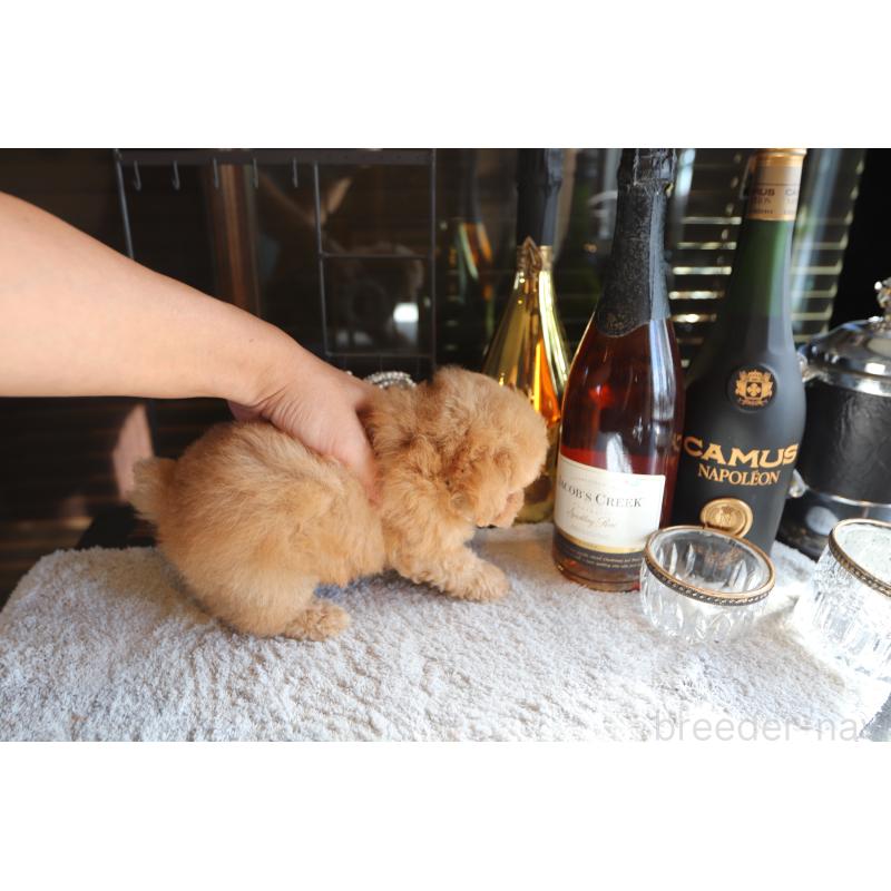 成約済の埼玉県のタイニープードル-414818の5枚目