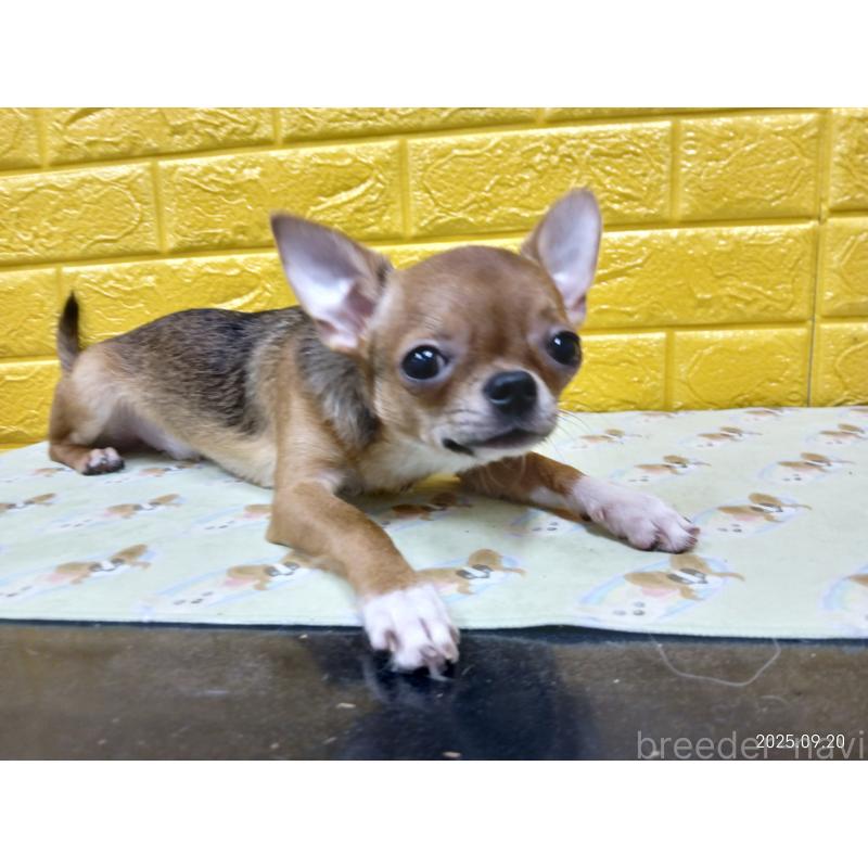 販売中の千葉県のチワワ(スムースコート)-379463の20枚目