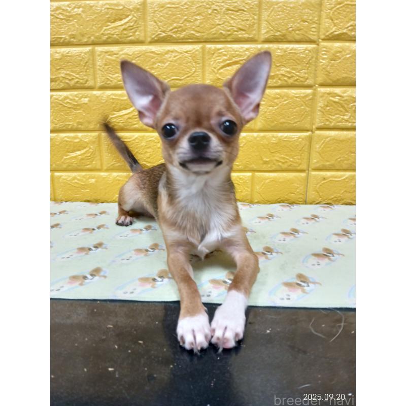 販売中の千葉県のチワワ(スムースコート)-379463の19枚目