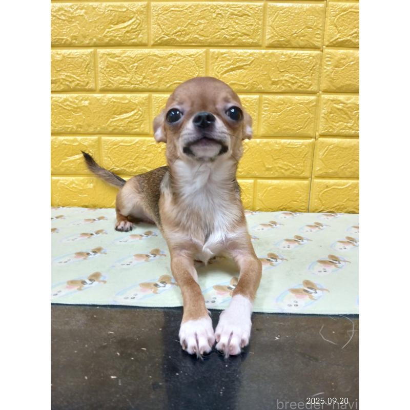 販売中の千葉県のチワワ(スムースコート)-379463の18枚目