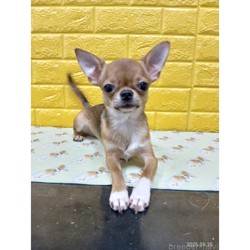 販売中の千葉県のチワワ(スムースコート)-379463の17枚目