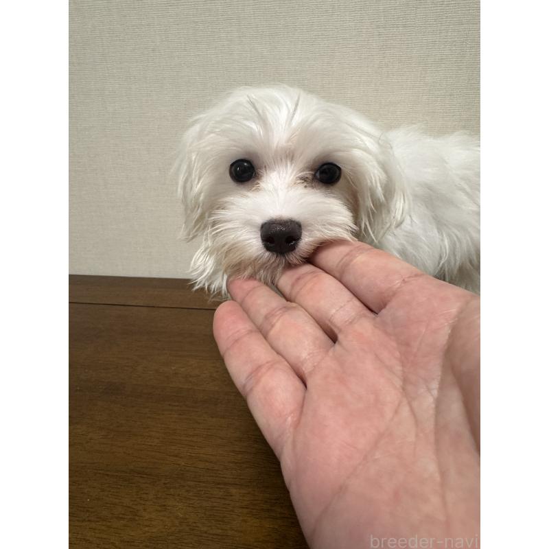 販売中の広島県のマルチーズ-400376の6枚目