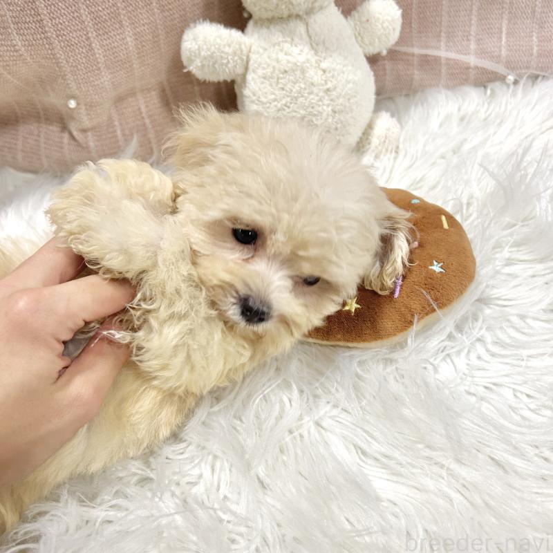 販売中の栃木県のマルプー:マルチーズ×トイプードル-415734の5枚目