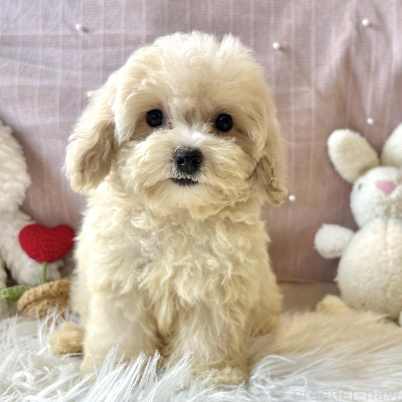 販売中の栃木県のマルプー:マルチーズ×トイプードル-415725の1枚目