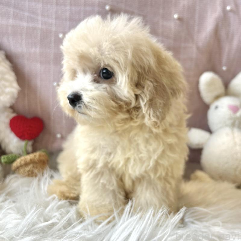 販売中の栃木県のマルプー:マルチーズ×トイプードル-415725の3枚目
