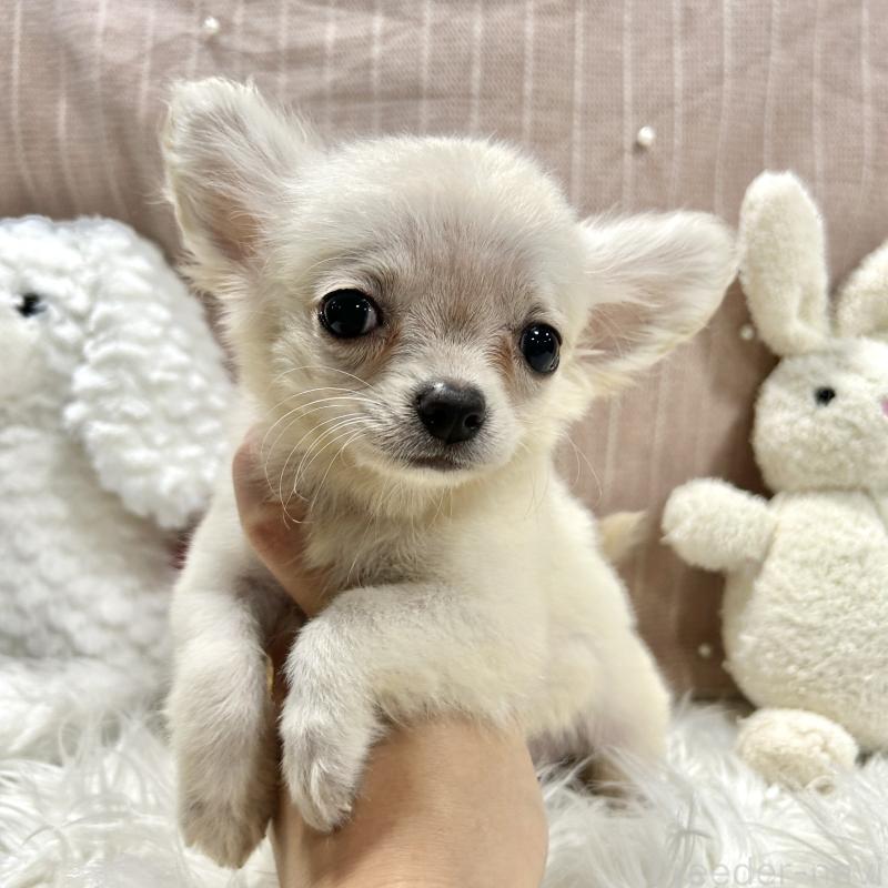 販売中の栃木県のチワプー:チワワ×トイプードル-415733の2枚目