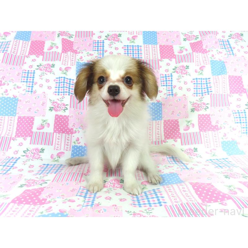 成約済の千葉県のパピヨン-399561の4枚目