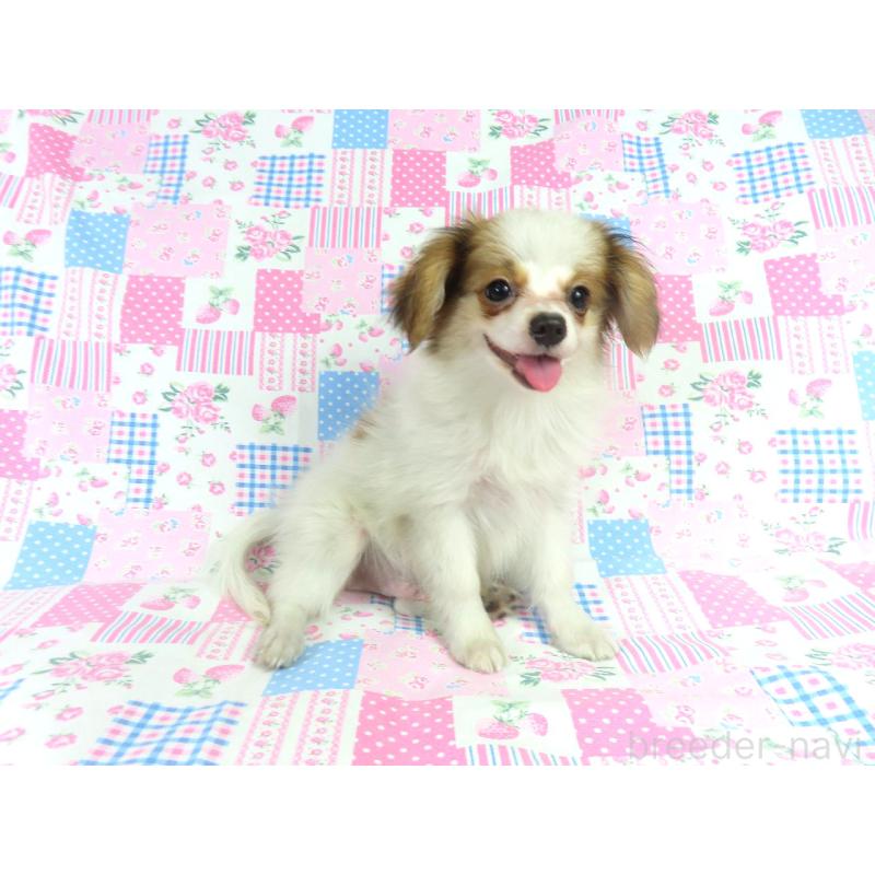 成約済の千葉県のパピヨン-399561の3枚目