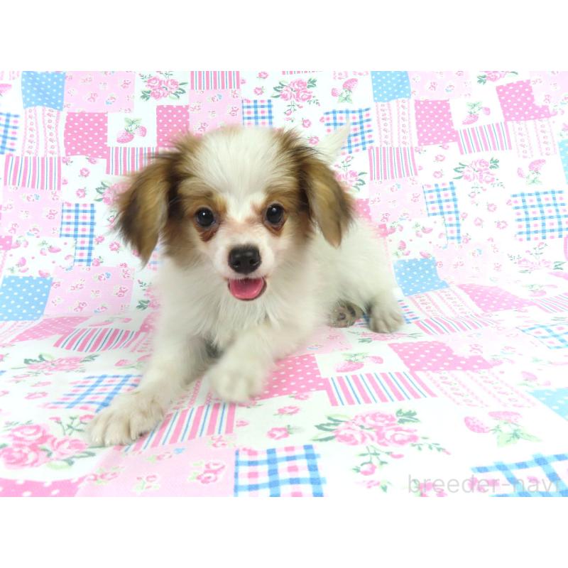 成約済の千葉県のパピヨン-399561の2枚目