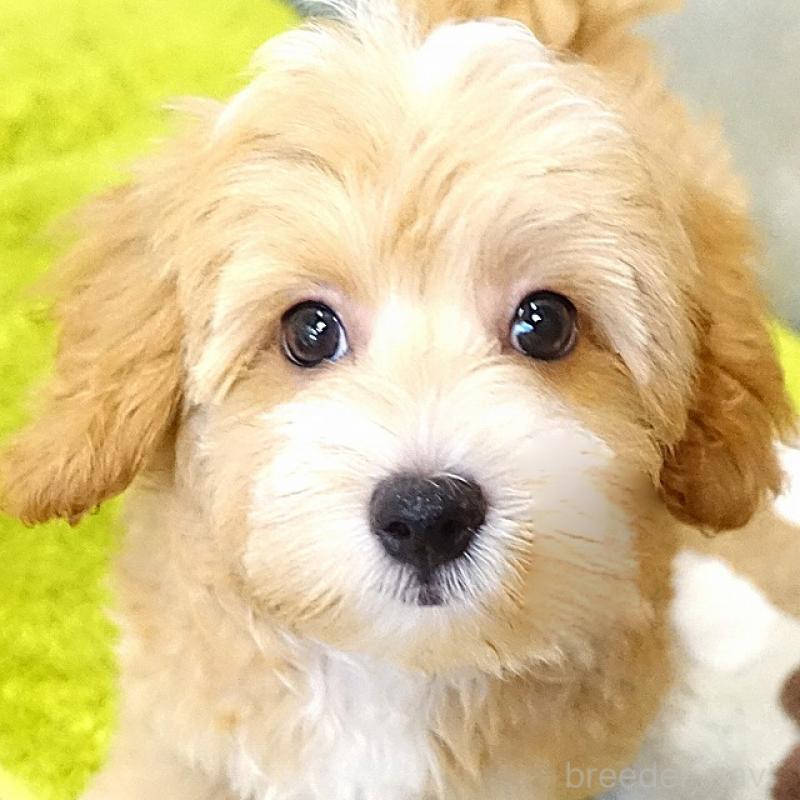 販売中の熊本県のマルプー:マルチーズ×トイプードル-415653の6枚目