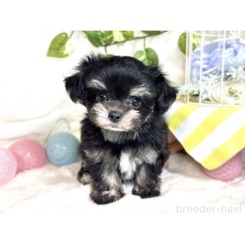 成約済の滋賀県のチワマル:チワワ×マルチーズ-413880の4枚目