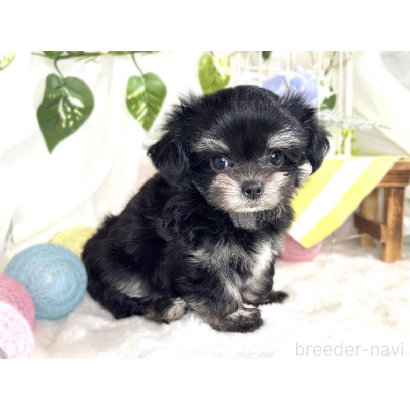 成約済の滋賀県のチワマル:チワワ×マルチーズ-413880の3枚目