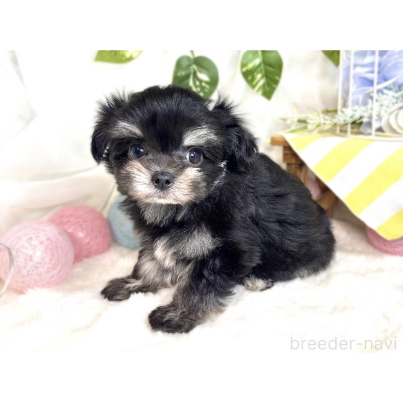 成約済の滋賀県のチワマル:チワワ×マルチーズ-413880の2枚目