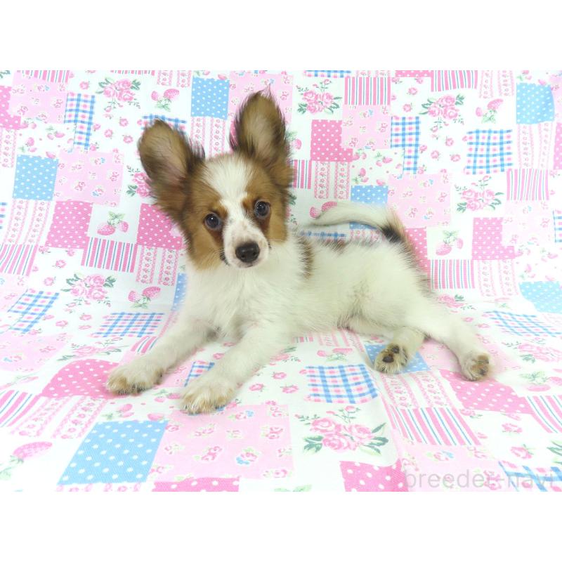 販売中の千葉県のパピヨン-401510の8枚目