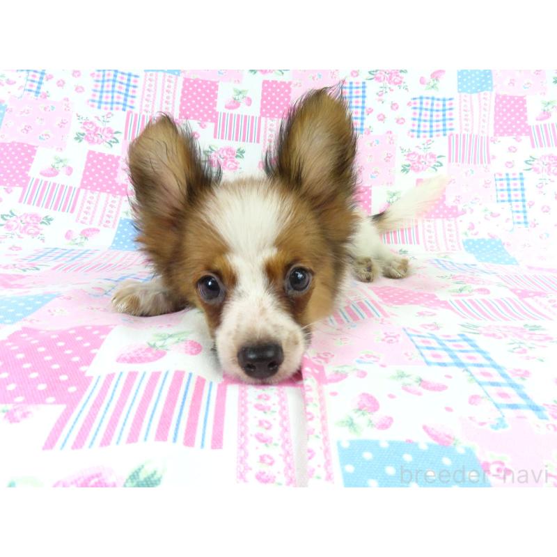 販売中の千葉県のパピヨン-401510の7枚目