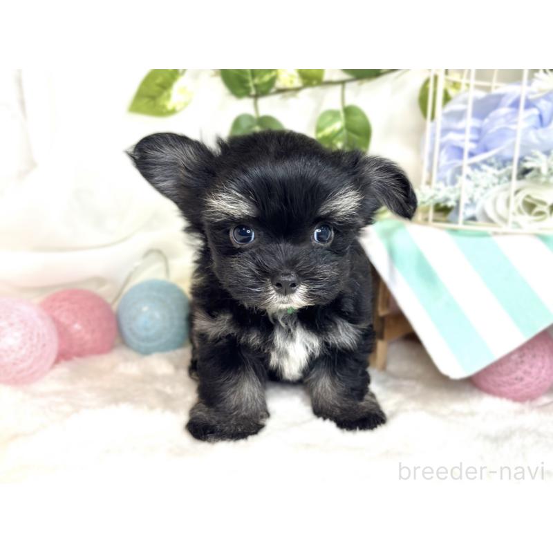 成約済の滋賀県のチワマル:チワワ×マルチーズ-413883の4枚目