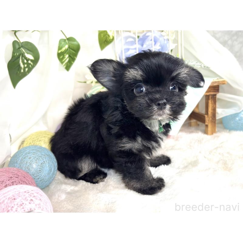 成約済の滋賀県のチワマル:チワワ×マルチーズ-413883の3枚目