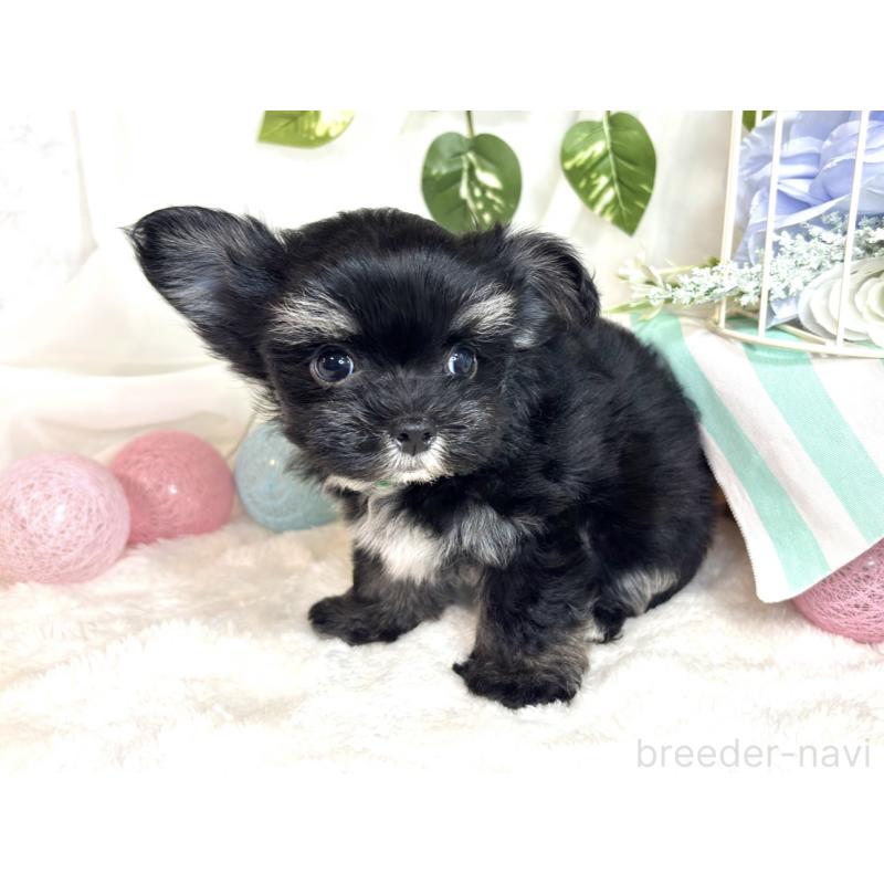 成約済の滋賀県のチワマル:チワワ×マルチーズ-413883の2枚目