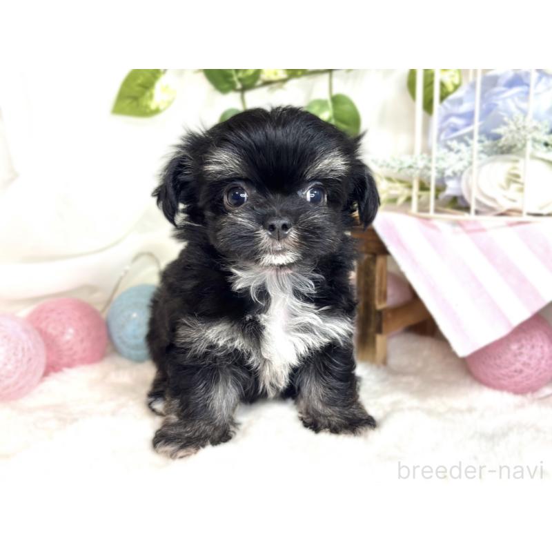 成約済の滋賀県のチワマル:チワワ×マルチーズ-413884の4枚目