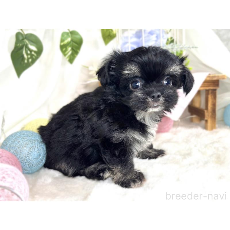 成約済の滋賀県のチワマル:チワワ×マルチーズ-413884の3枚目