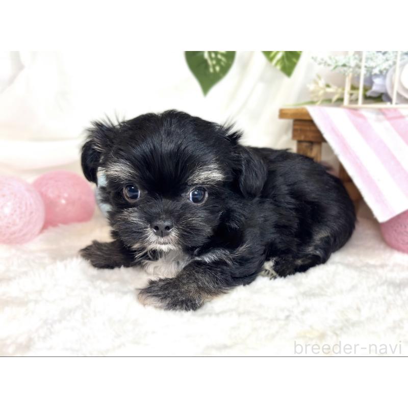 成約済の滋賀県のチワマル:チワワ×マルチーズ-413884の2枚目