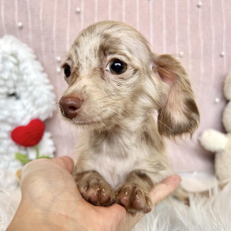 販売中の栃木県のチワックス:チワワ×ミニチュアダックスフンド-415728の7枚目