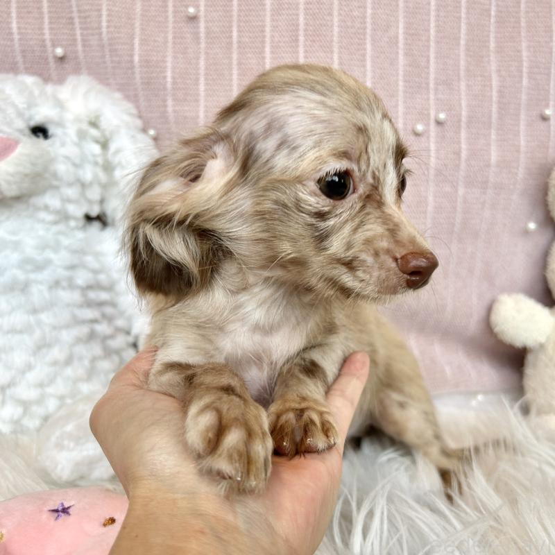販売中の栃木県のチワックス:チワワ×ミニチュアダックスフンド-415728の6枚目