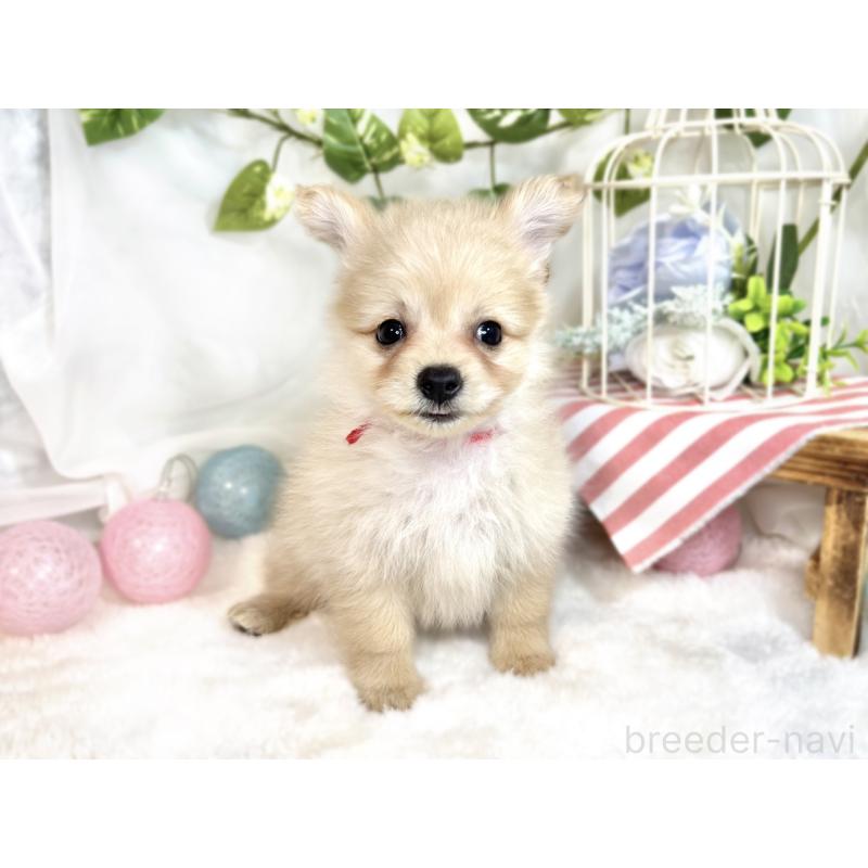 成約済の滋賀県のポメプー:ポメラニアン×トイプードル-413842の4枚目