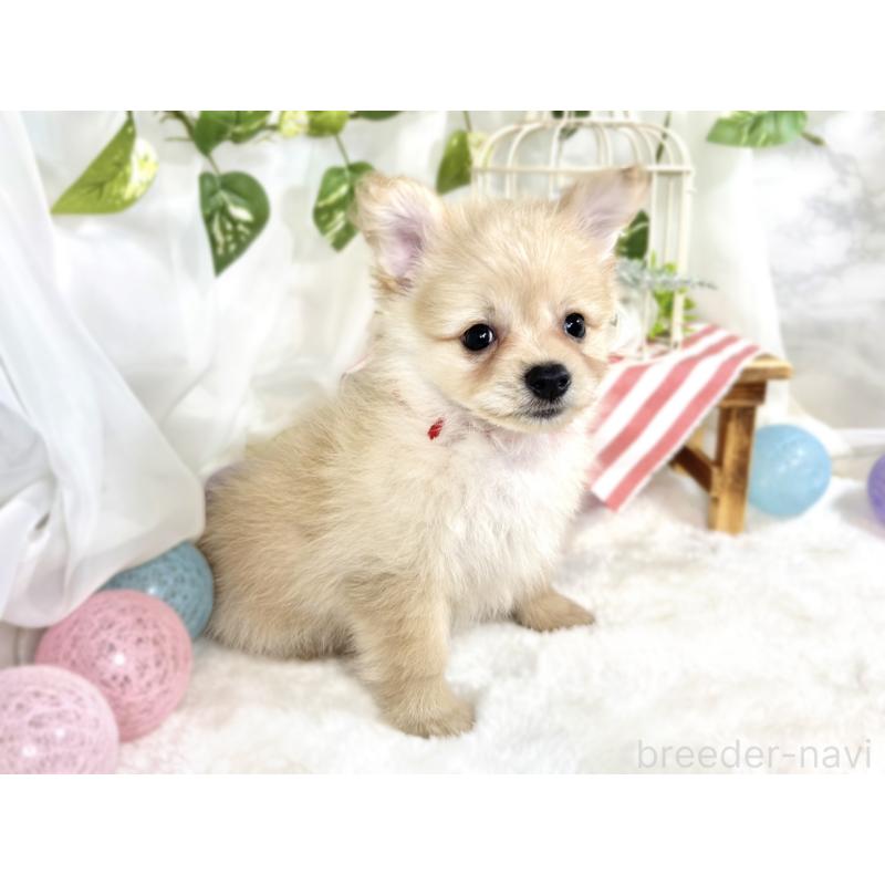 成約済の滋賀県のポメプー:ポメラニアン×トイプードル-413842の3枚目