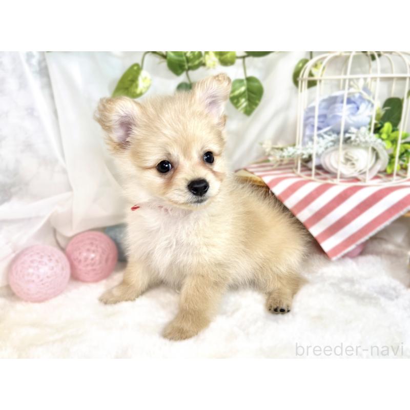 成約済の滋賀県のポメプー:ポメラニアン×トイプードル-413842の2枚目