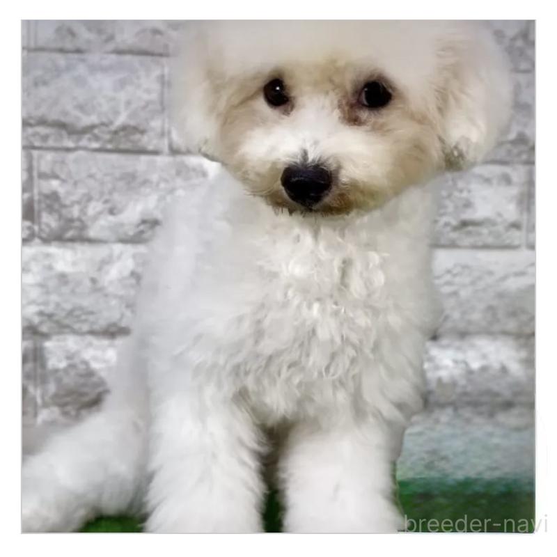 販売中の埼玉県のビションフリーゼ-405136の3枚目