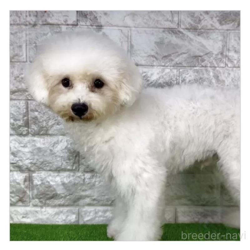 販売中の埼玉県のビションフリーゼ-405136の2枚目